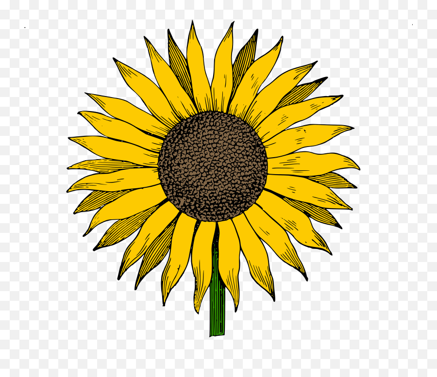 Colorful Drawing Of The Sun Flower Clipart - Sunflower Vector Art Png Emoji,Flower Clipart