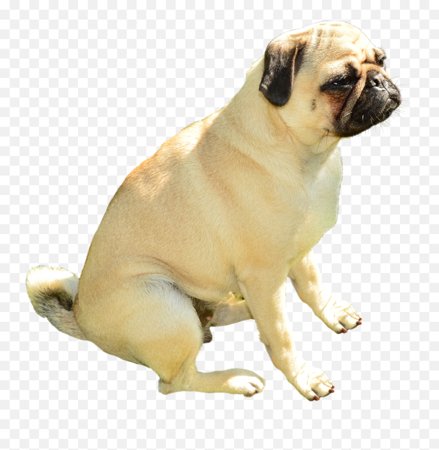 Dog Png Image Emoji,Dog Transparent