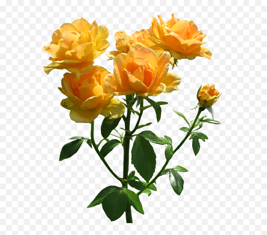 Download Hd Zonta Rosa Lots Of Blooming Orange Roses - Roses Orange Png Emoji,Rose Transparent Background
