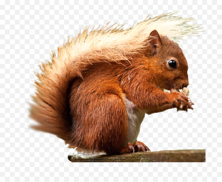 Squirrel Png Transparent Images - Red Squirrel Transparent Red Squirrel Cartoon Png Emoji,Squirrel Clipart
