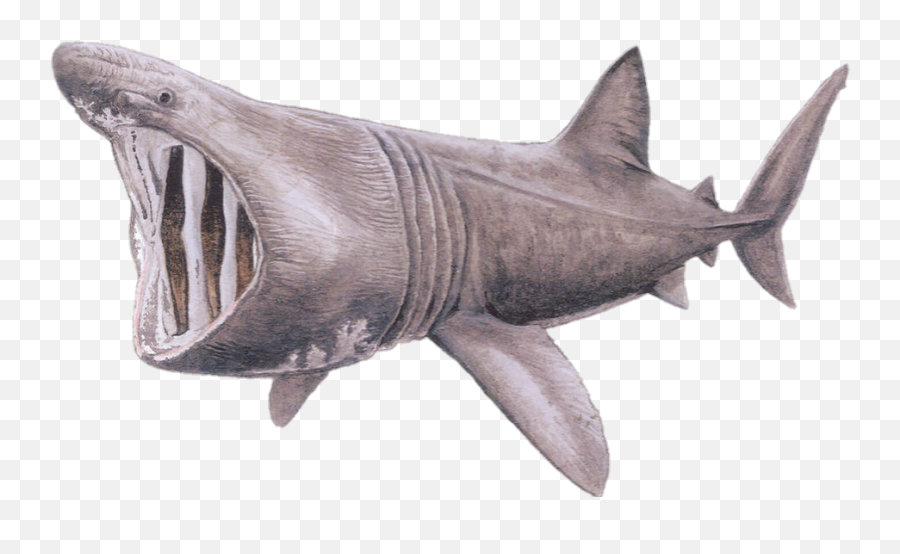 Basking Shark Vs Battles Wiki Fandom - Basking Shark Emoji,Shark Transparent