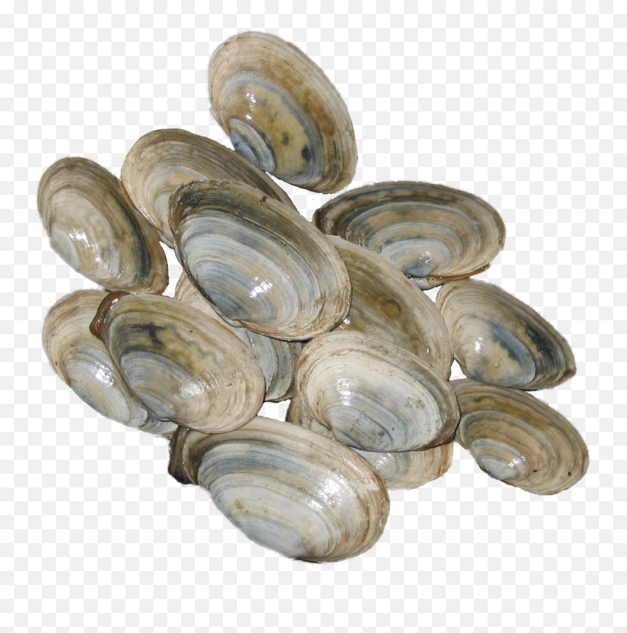 Download Steamer Clams From Pei - Baltic Macoma Emoji,Clam Png