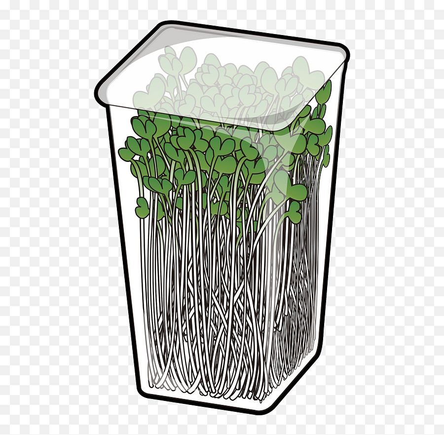 Radish Sprouts Clipart Free Download Transparent Png Emoji,Sprout Png