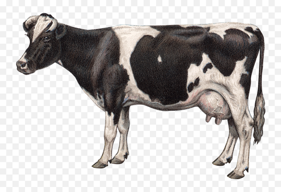 Jersey Cattle Goat Milk Dairy Cattle Emoji,Dairy Cow Clipart