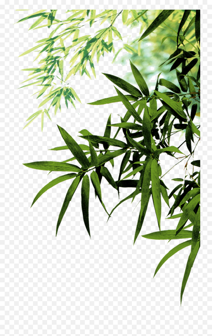 Download Bamboo Icon Leaf Leaves Ink Png File Hd Clipart Png - Transparent Bamboo Leaves Png Emoji,Bamboo Clipart