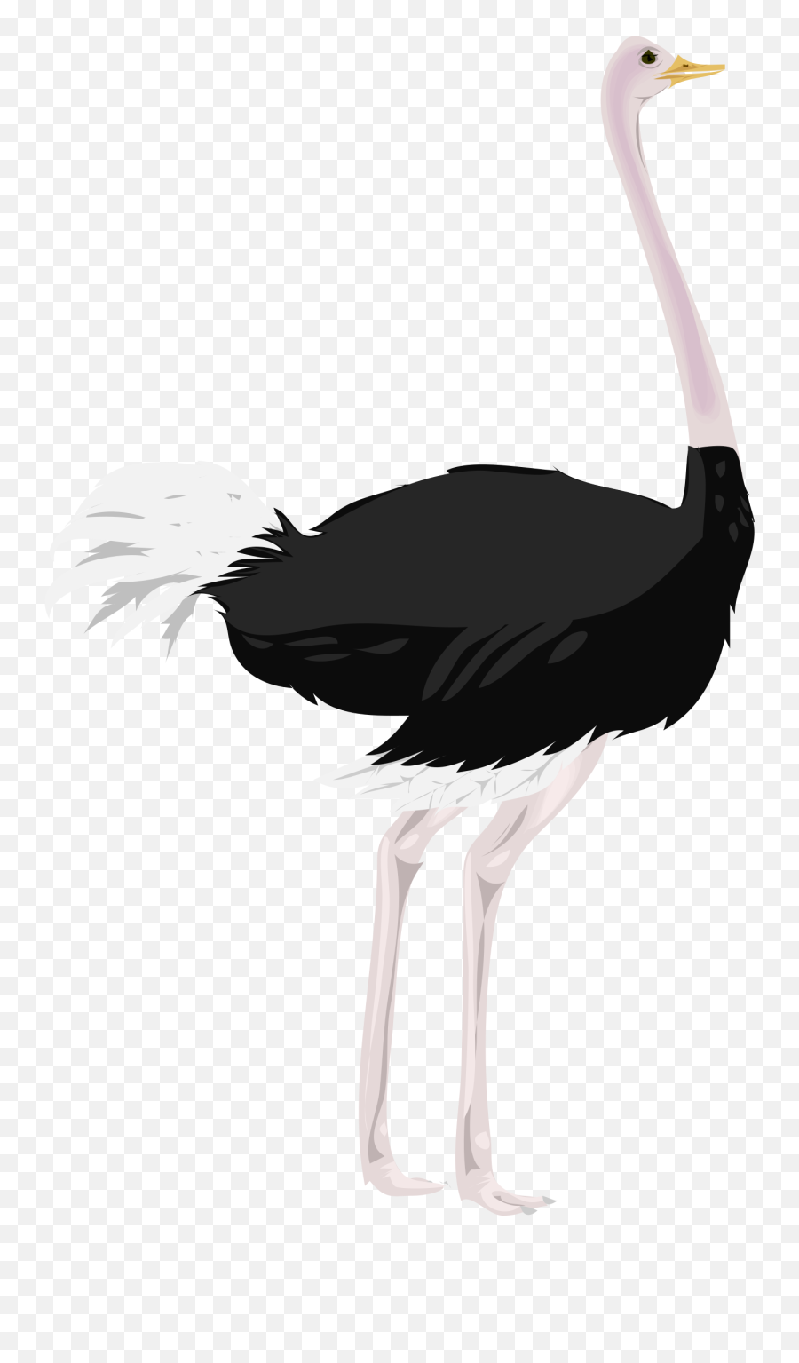 Ostrich Clipart Ostrich Bird Ostrich - Ostrich Clipart Transparent Background Emoji,Ostrich Clipart