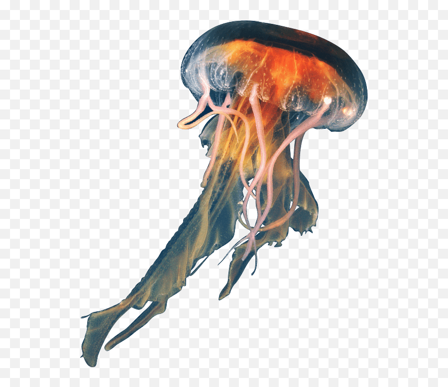 Jellyfish Png Download Image - Jellyfish Png Transparent Emoji,Jellyfish Transparent Background
