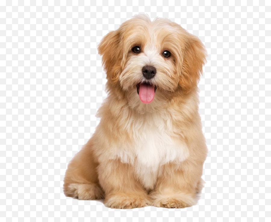Cute Puppy Love - Cute Puppy Png Transparent Emoji,Cute Dog Clipart