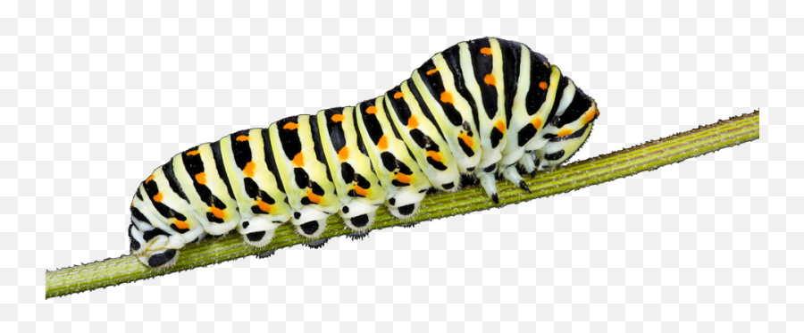 Caterpillar Png - Caterpillar Bug Emoji,Caterpillar Png