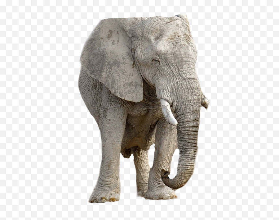 Elephant Animal Africa Transparent - Elefante Transparente Emoji,Elephant Transparent Background