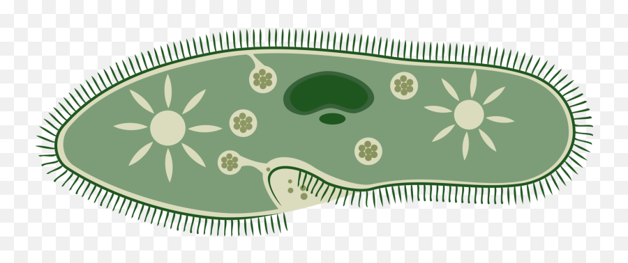 Grassleafgreen Png Clipart - Royalty Free Svg Png Papuica I Stezljivi Mjehuri Emoji,Microscope Clipart