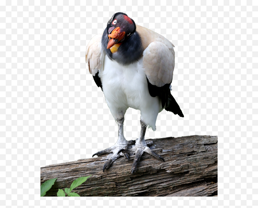Download King Vulture Cutout Image - King Vulture Png Full Emoji,Vulture Png