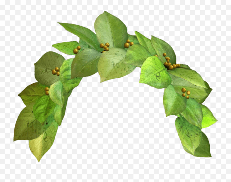 Green Flower Crown Transparent Free - Plants Crown Png Emoji,Flower Crown Transparent