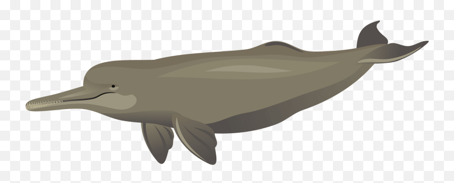 South - Asia River Dolphin Clipart Free Download Transparent Emoji,Rivers Clipart