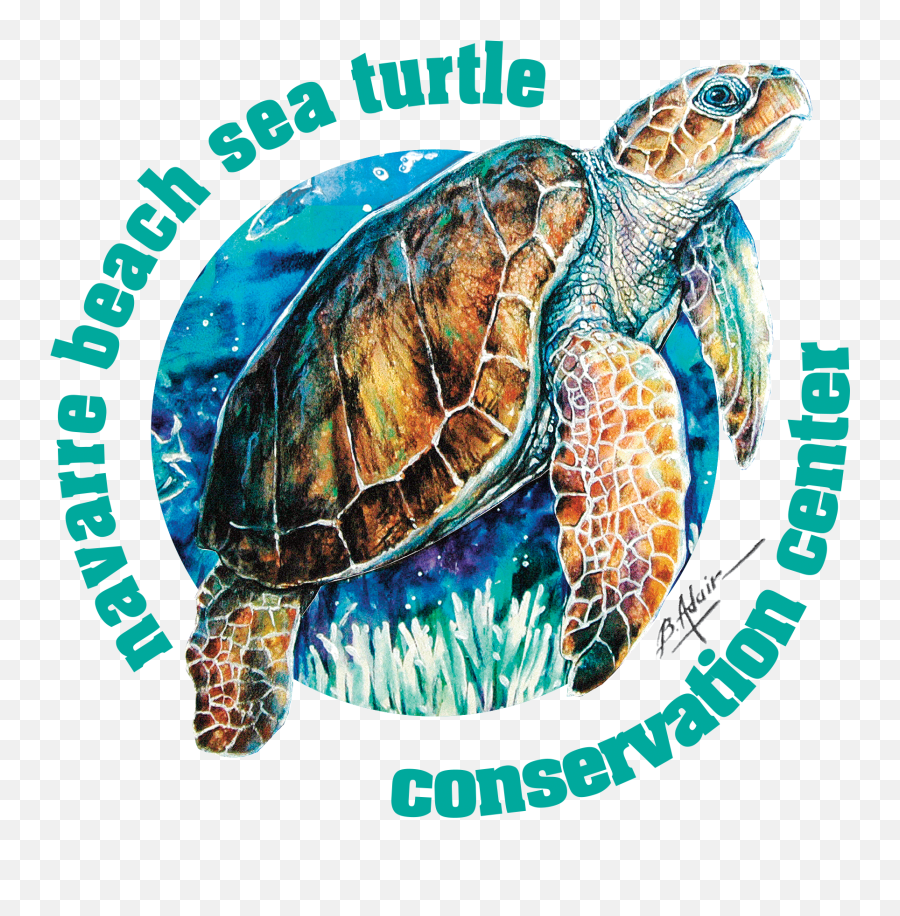 Navarre Beach Sea Turtle Conservation - Navarre Beach Sea Turtle Conservation Center Logo Emoji,Turtle Logo