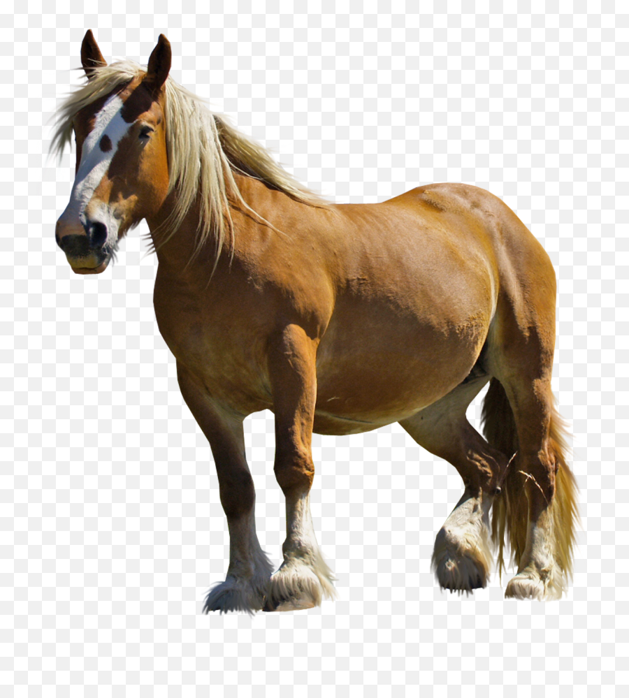 Horse Png Images Horse Clipart Free - Horse Png Emoji,Horse Png