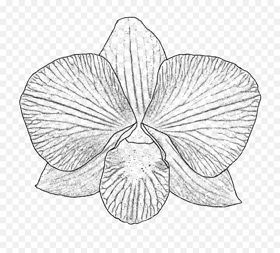 Orchid Clipart Coloring Page - Orchid Transparent Drawing Vanda Miss Joaquim Colouring Page Emoji,Orchid Clipart
