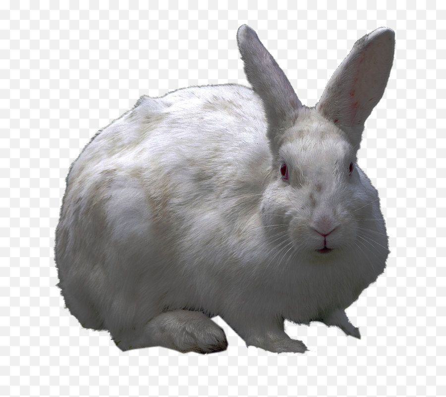 Free Icons Png - Domestic Rabbit Emoji,White Rabbit Png