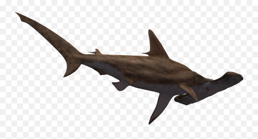 Download Hd Hammerhead Shark Clipart Realistic - Hammerhead Hammerhead Shark Transparent Emoji,Shark Clipart