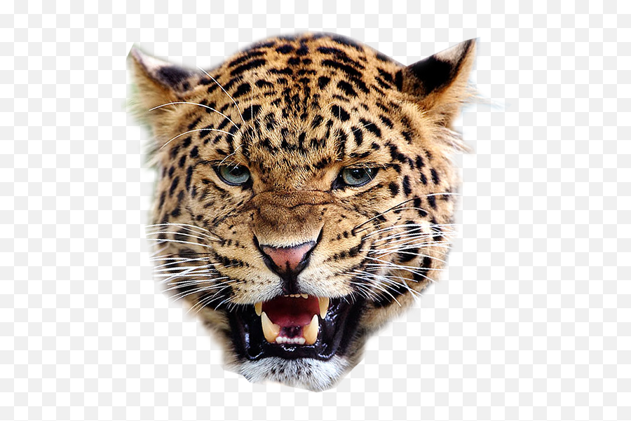 Leopard Clipart Leopard Head Leopard - Transparent Background Leopard Png Emoji,Leopard Clipart