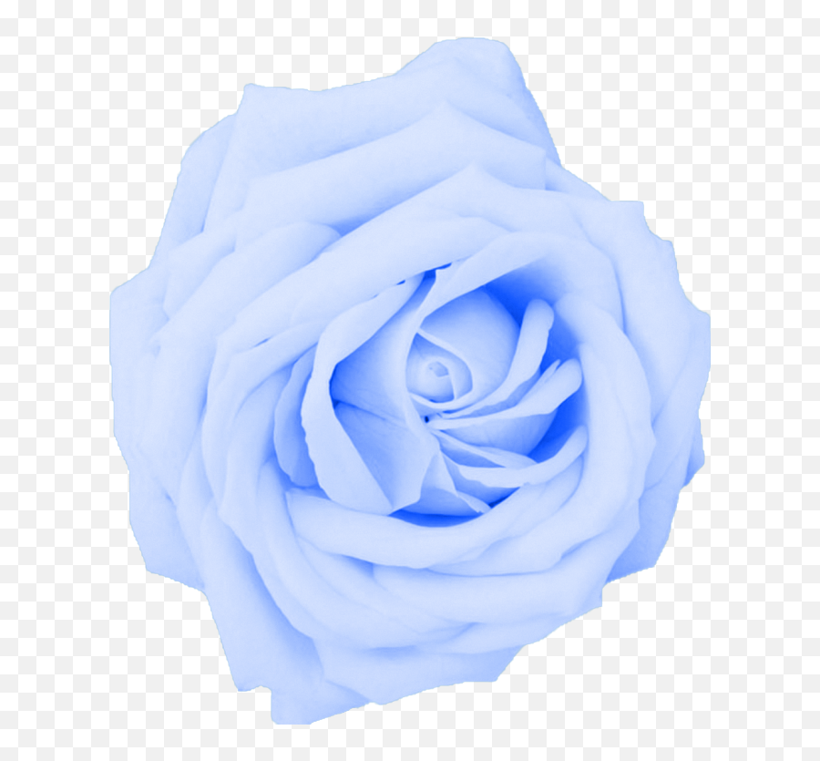 Hd White Flower Png White Roses White 1007232 - Png Transparent Pastel Blue Flower Emoji,White Flowers Png