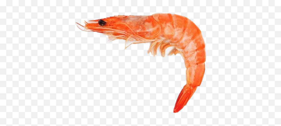 Shrimp Free Png Image - Shrimp Meat Emoji,Shrimp Png