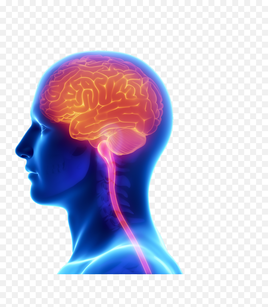 Download Brain Free Png Transparent - Human Brain Image Png Emoji,Png File