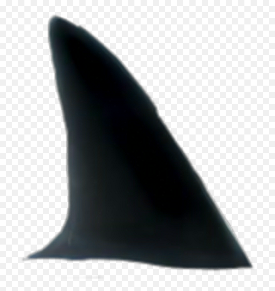Shark Fin Png - Sharkfin Whale 1452464 Vippng Realistic Shark Fin Png Emoji,Shark Fin Clipart