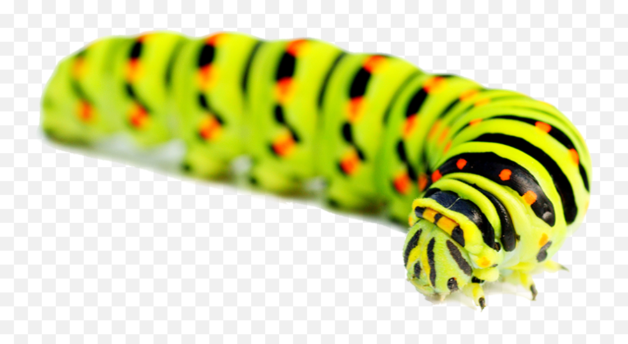 Caterpillar Png Emoji,Caterpillar Png