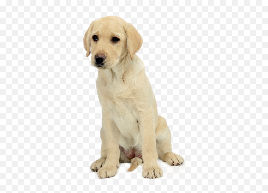 Labrador Retriever Transparent Png - Labrador Retriever Transparent Emoji,Labrador Clipart