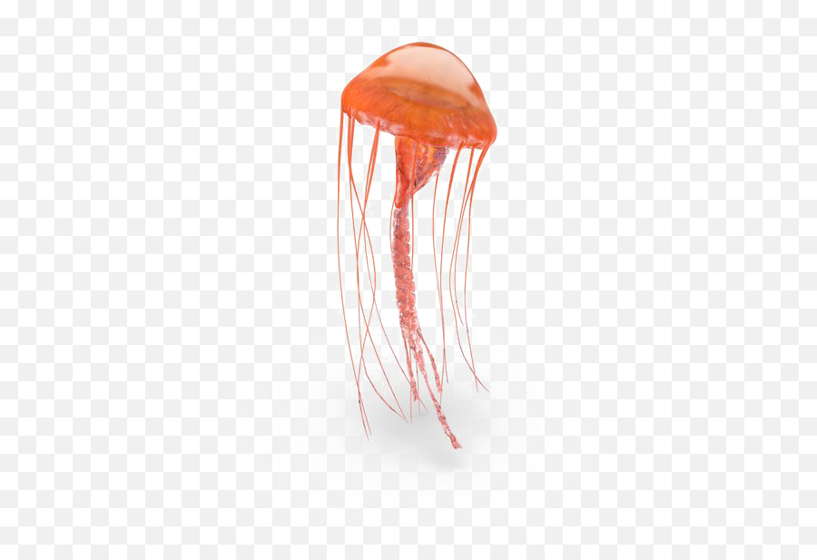 Jellyfish Png Pic - Jellyfish Png Emoji,Jellyfish Transparent Background