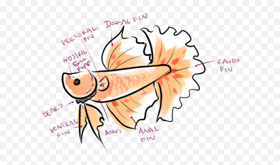 Simple Betta Fish Cartoon Transparent Cartoon - Jingfm Simple Betta Fish Cartoon Emoji,Cat Fish Clipart