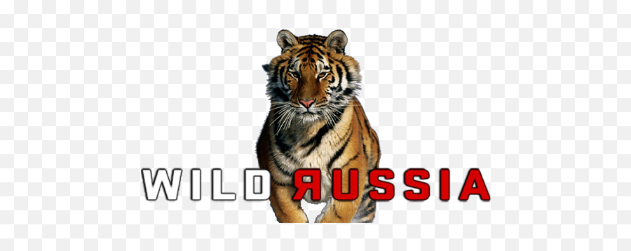 Animal Planet - Tiger Emoji,Animal Planet Logo