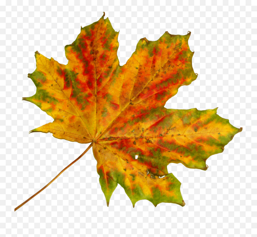 September Clipart Maple Tree Leaf September Maple Tree Leaf - Cut Out Fall Leaves Emoji,Maple Leaf Clipart