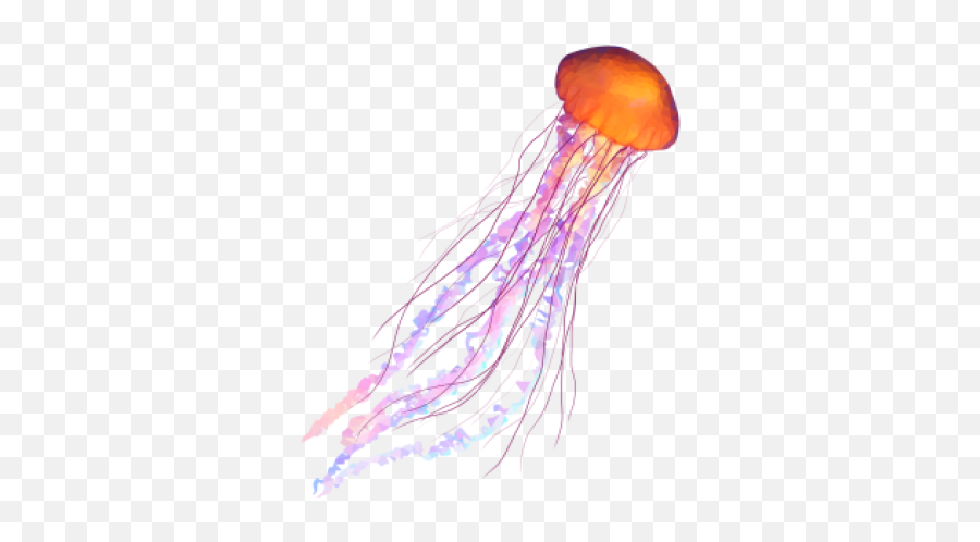 Free Png Jellyfish Png Downloa - Transparent Background Transparent Jellyfish Emoji,Jellyfish Transparent Background