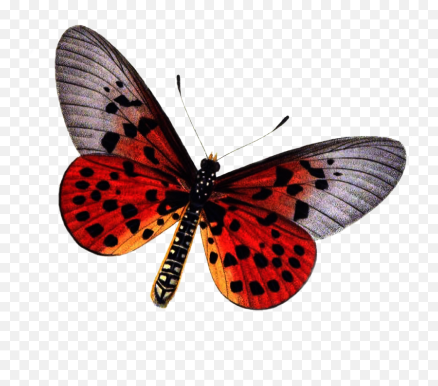 Red Butterfly Png Photo Emoji,Yellow Butterfly Png