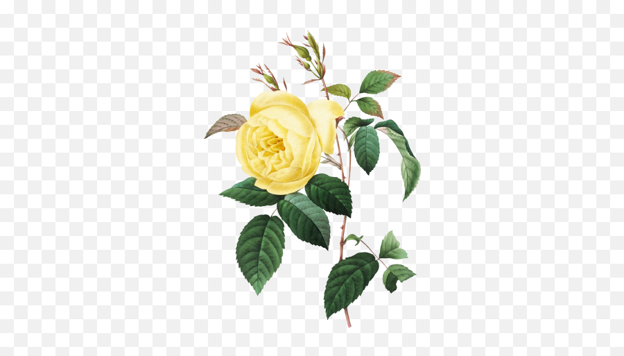 Fleurs Clipart Vintage Rose Photo Stock Libre - Public Emoji,Vintage Rose Clipart