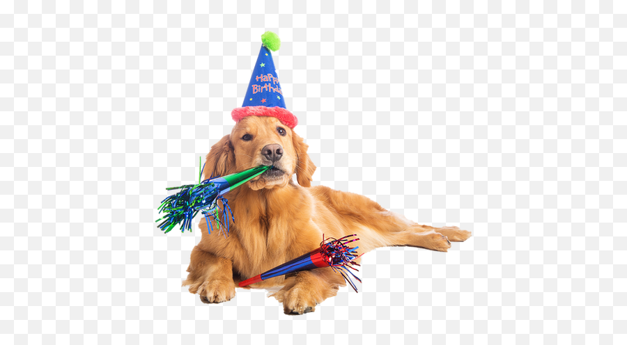 Download Hd Zoom - Birthday Dog Transparent Png Image Birthday Dog Png Emoji,Dog Transparent