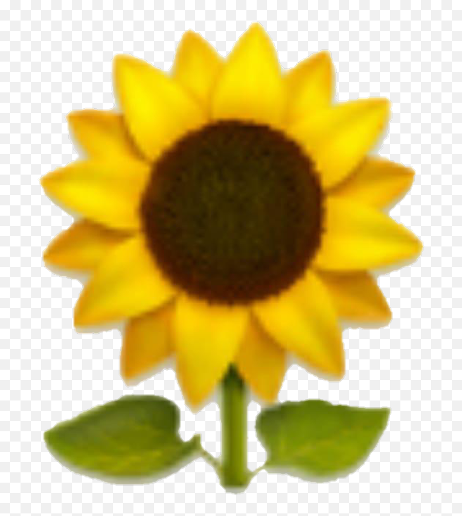 Emoji Sunflower Yellow Yellowflower Flower Clipart - Full Transparent Sunflower Emoji Png,Sunflower Border Clipart