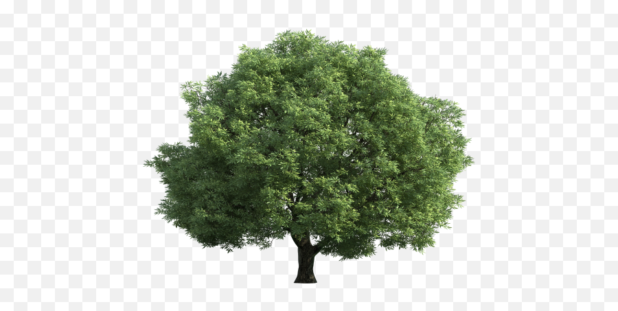 Realistic Green Tree Png Clip Art - Trees Transparent Background Big Emoji,Tree Clipart Png