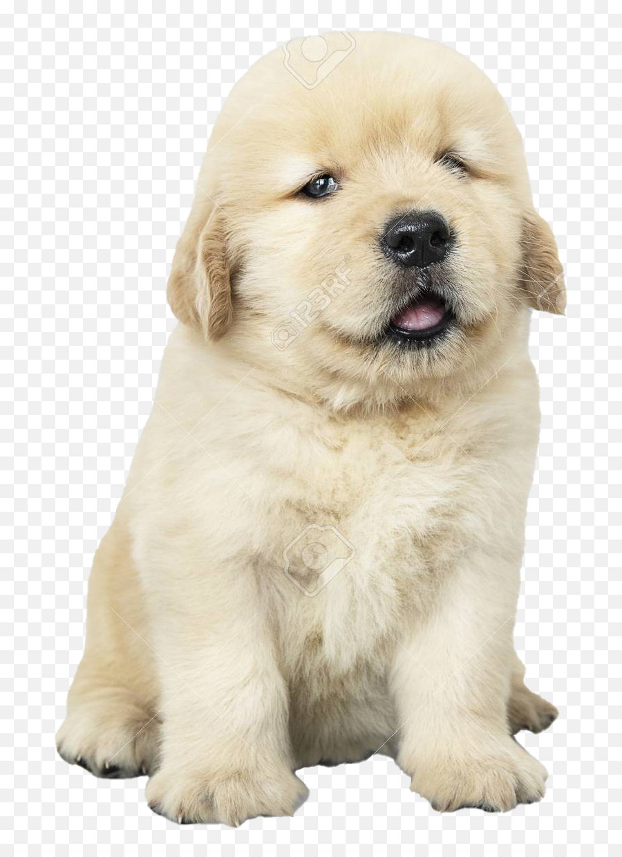 Golden Retriever Puppy Png - Golden Retriever Puppy Transparent Emoji,Puppy Png