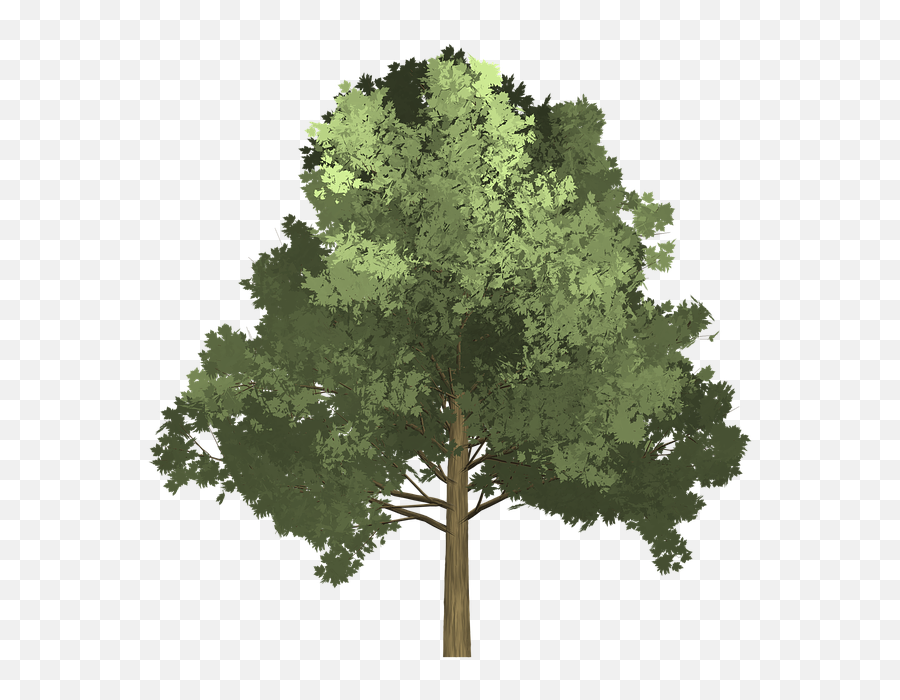 Tree Illustration Png 5 Png Image Emoji,Tree Illustration Png