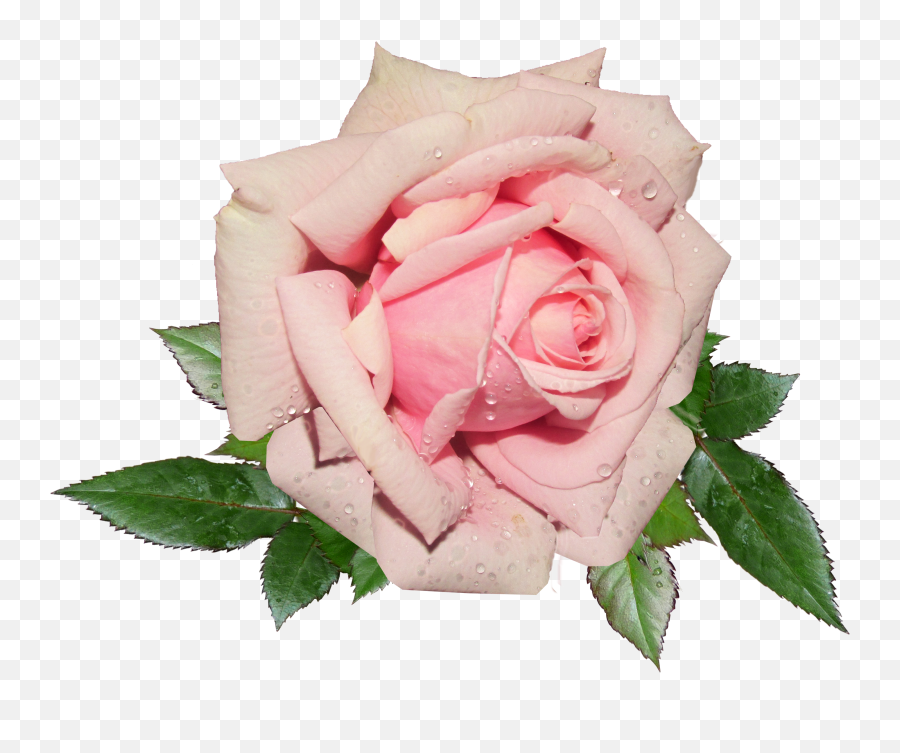 Rose Png - Pink Rose Png Background Image Pink Rose Flower Pink Real Rose Png Emoji,Rose Transparent Background