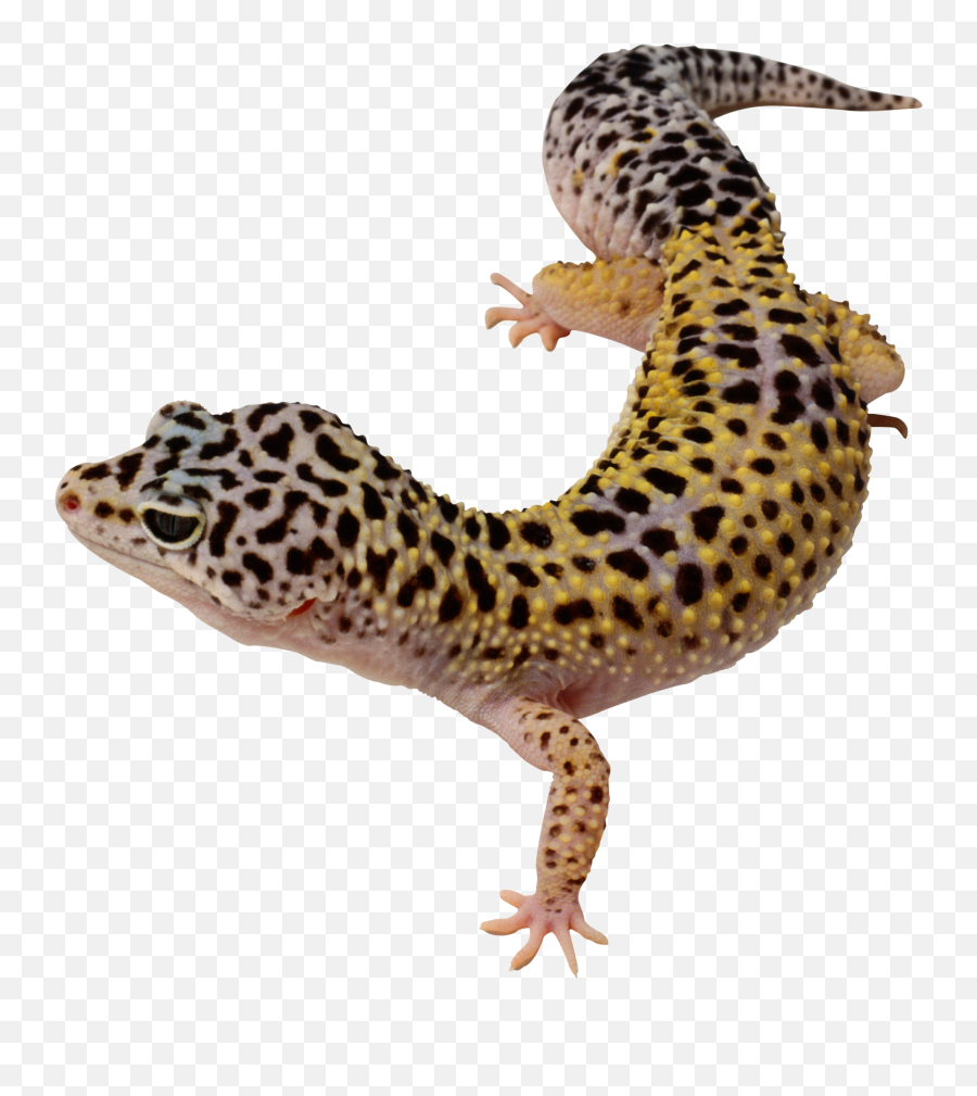 Leopard Gecko Clipart Transparent Png - Leopard Gecko Png Emoji,Leopard Clipart