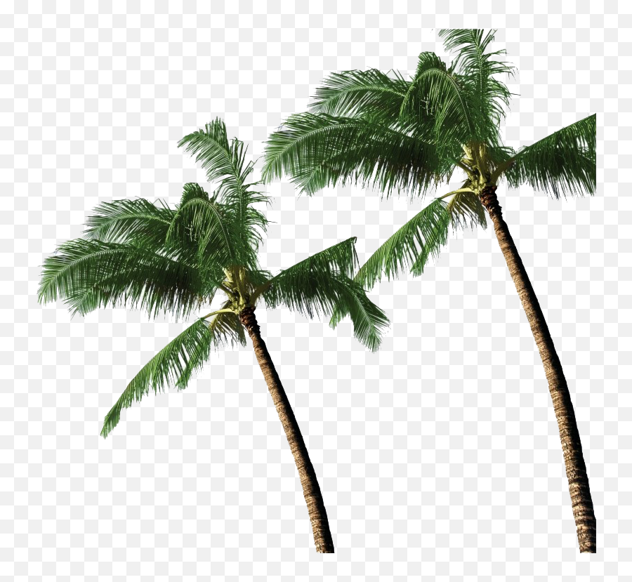 Long Coconut Tree Transparent Png All - Coconut Tree Png Hd Emoji,Palm Tree Transparent