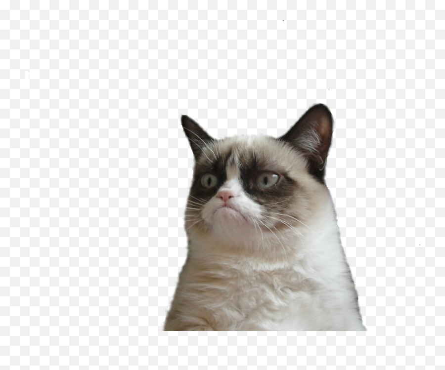 Download Short Manx Haired Domestic Cat Snowshoe Grumpy Hq - Join Us Grumpy Cat Emoji,Funny Face Png