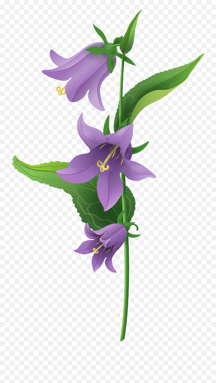 Purple Flowers Field - Bell Flower Clipart Full Size Png Bell Flower Png Emoji,Purple Flower Clipart