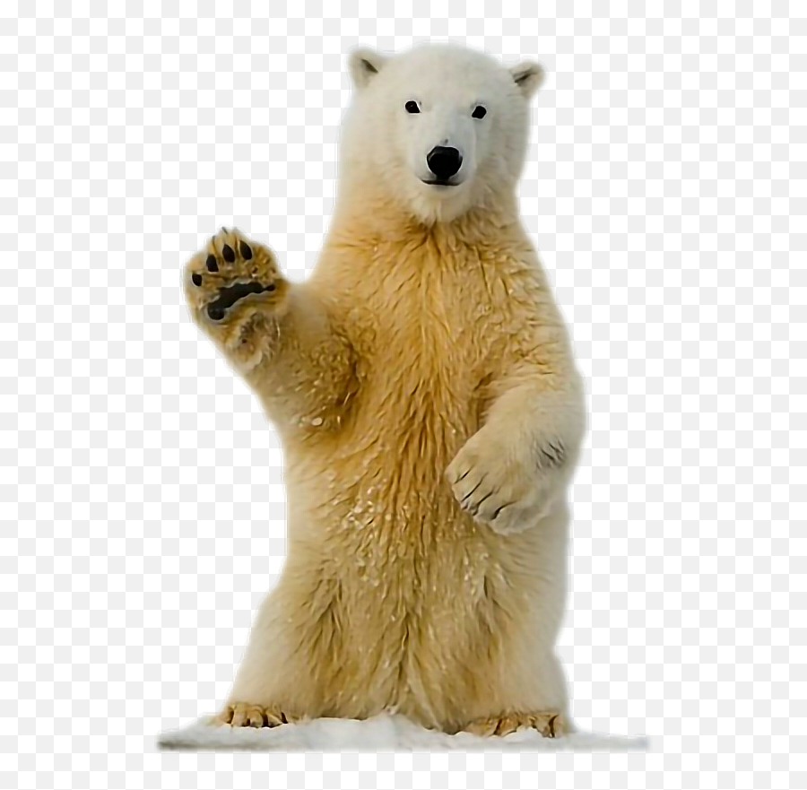 Ftestickers Animal Polarbear Sticker By Joe Danial Emoji,Polar Bear On Ice Clipart