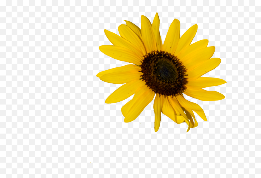 Yellow Flower Doodle Png Png Download - Sunflower Png Yellow Transparent Flower Doodles Emoji,Sunflower Png