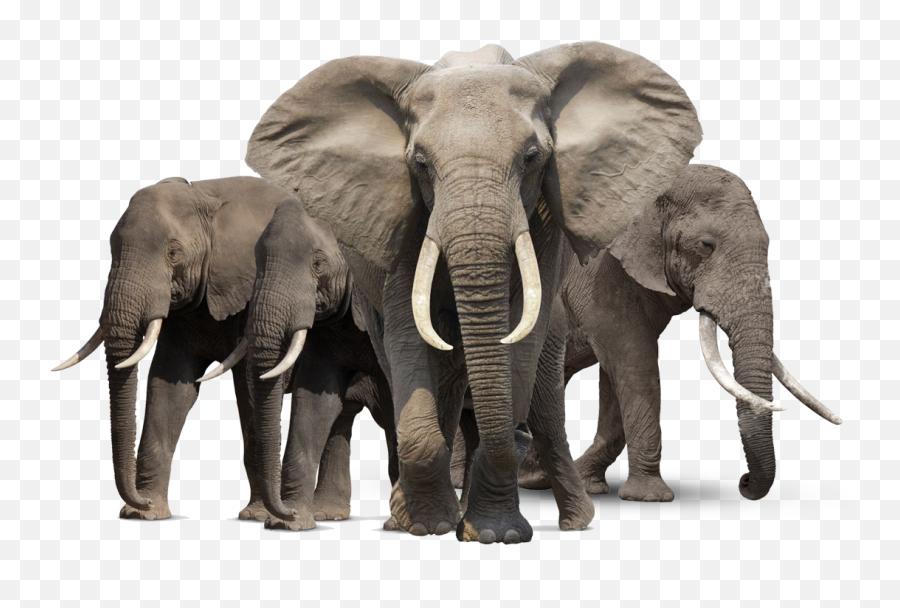 Hd Animal - Elephants Png Emoji,Animal Png